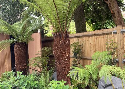 soft landscaping, bedding plants, fern