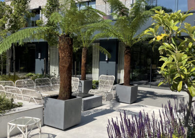 Garden design, paving, hard landscaping, palm trees, outdoor seating